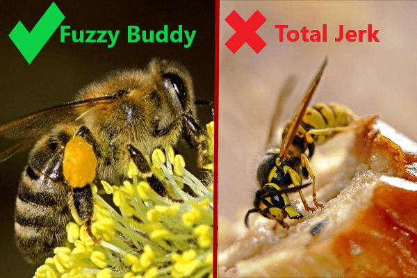 bee versus yellowjacket