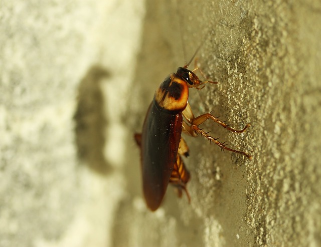 cockroach on a wall outdoors