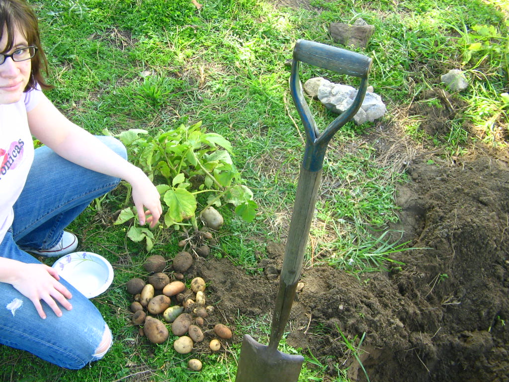 26-year-old Lauren Tharp (now Spear) kneeling on the ground with a bunch of potatoes.