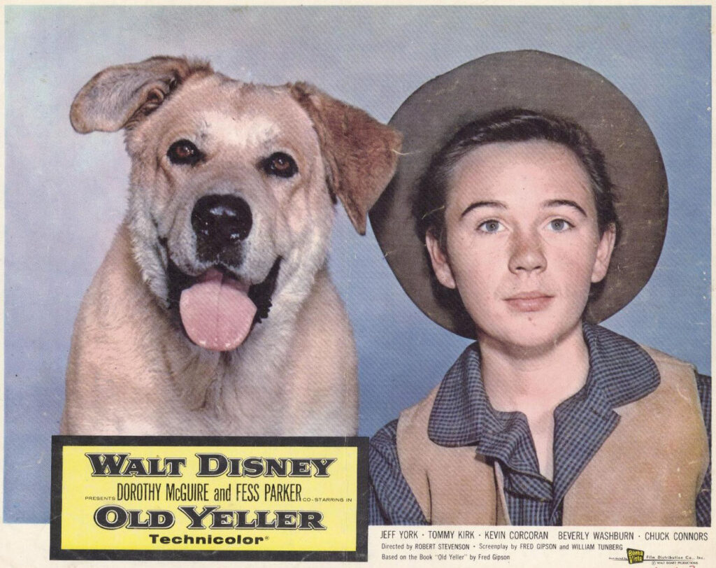 Lobby card from Old Yeller (1957) showing a yellow Labrador dog and child star Tommy Kirk, both looking benign/friendly 