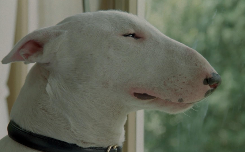 bull terrier baxter french dog horror movie