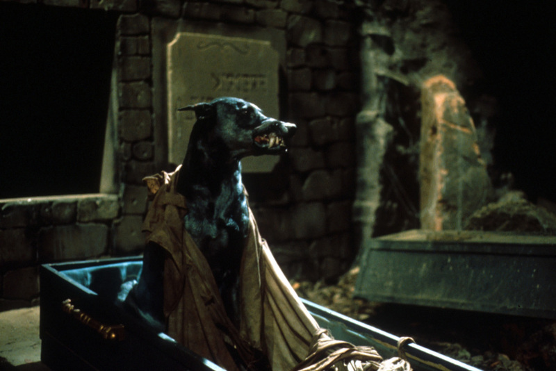  Dracula's Dog/Zoltan… Hound of Dracula (1978) dog horror movie