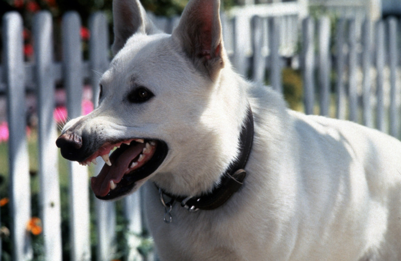 white dog horror movie based on a true story