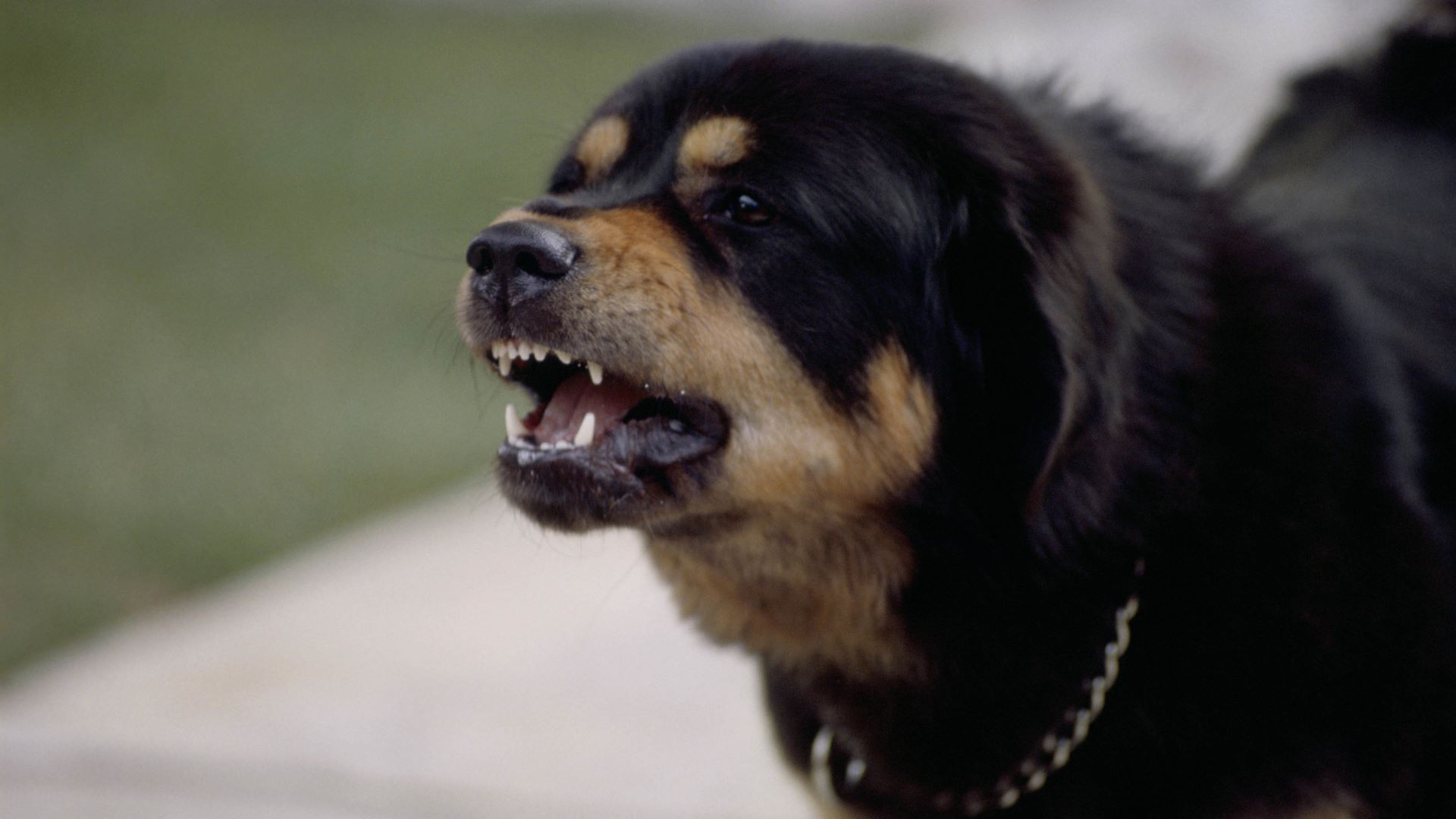 dog horror movies summer | Mans Best Friend M.A.X.