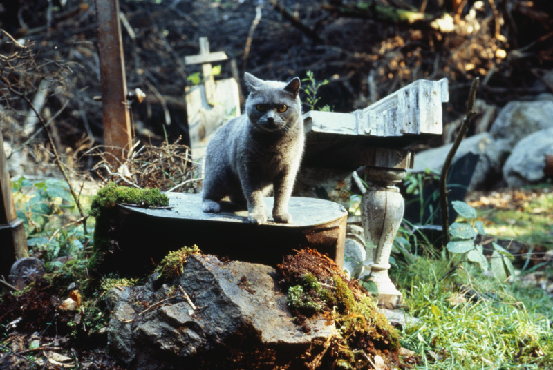 Pet Sematary horror books film adaptation 1989