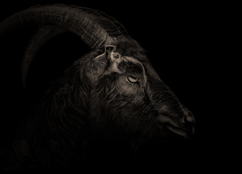 Black Phillip The Witch horror movie satan