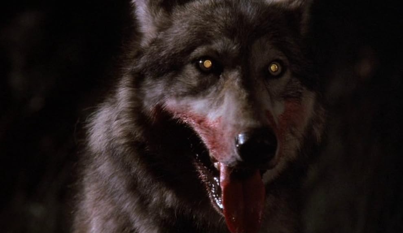 The Company of Wolves 1984 she-wolf werewolf horror