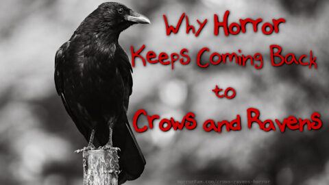 Why Horror Keeps Coming Back to Crows and Ravens crows and ravens in horror