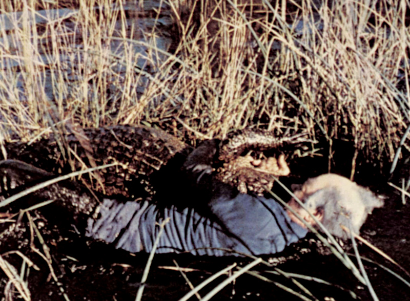 Frogs 1972 alligator attack